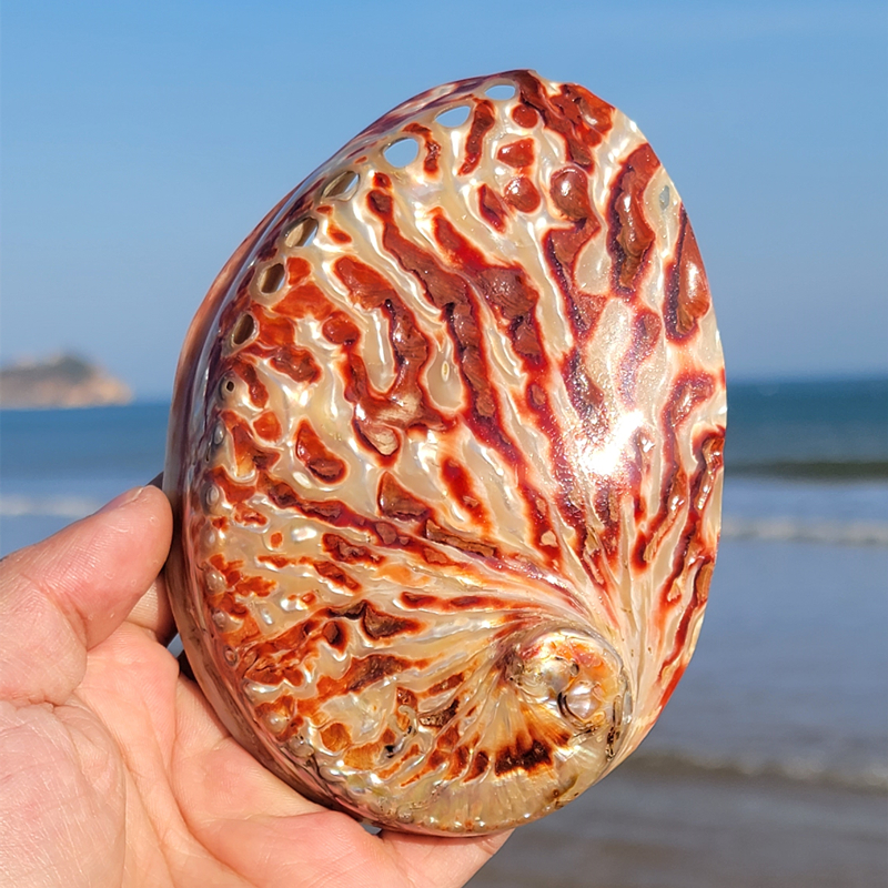 Aquarium Fish Guppy - Home Decoration Red Pattern Abalone SeaShells