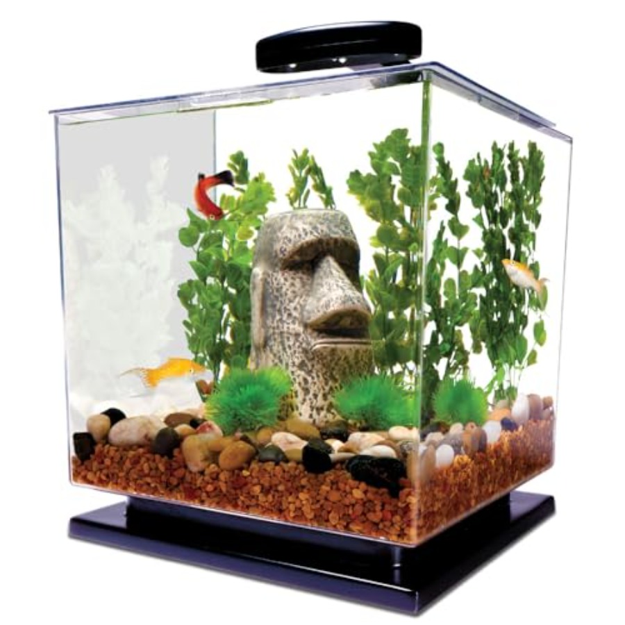 Aquarium Fish Guppy - 3 Gallon Fish Tank Aquarium Starter