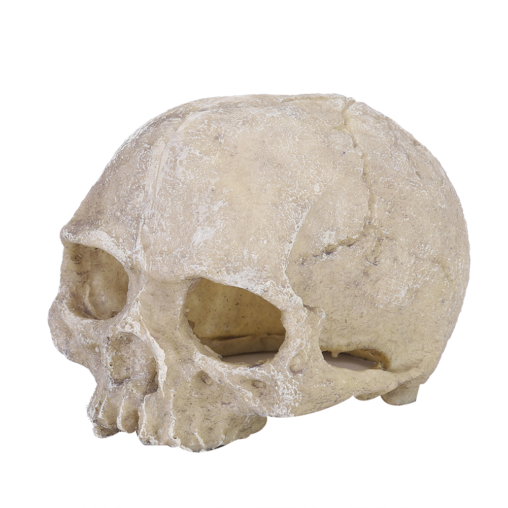 Aquarium Fish Guppy - Resin Simulated Head Bone Skull Statue
