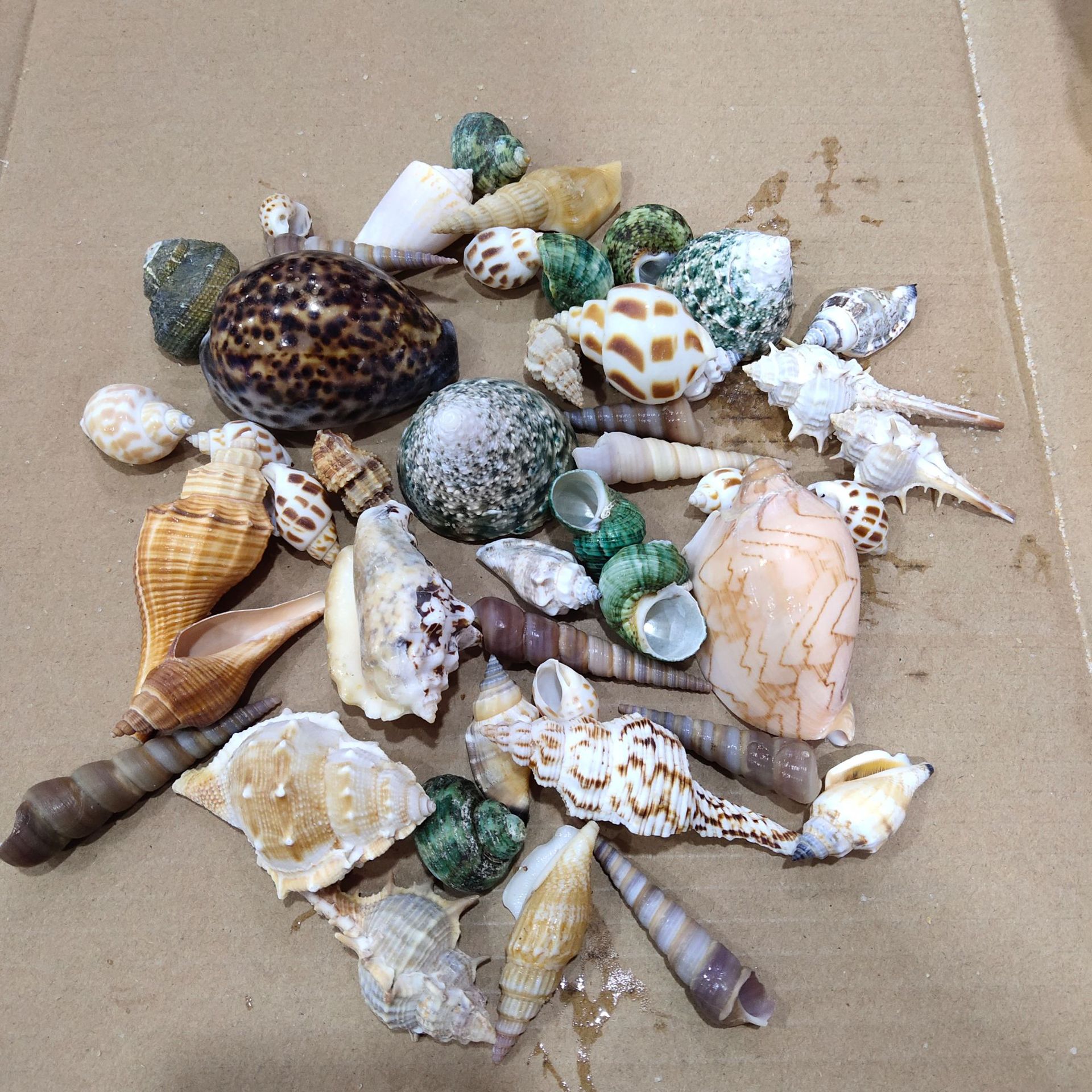Conch shell mixed combination, – обзор и цена Aquarium Fish Guppy