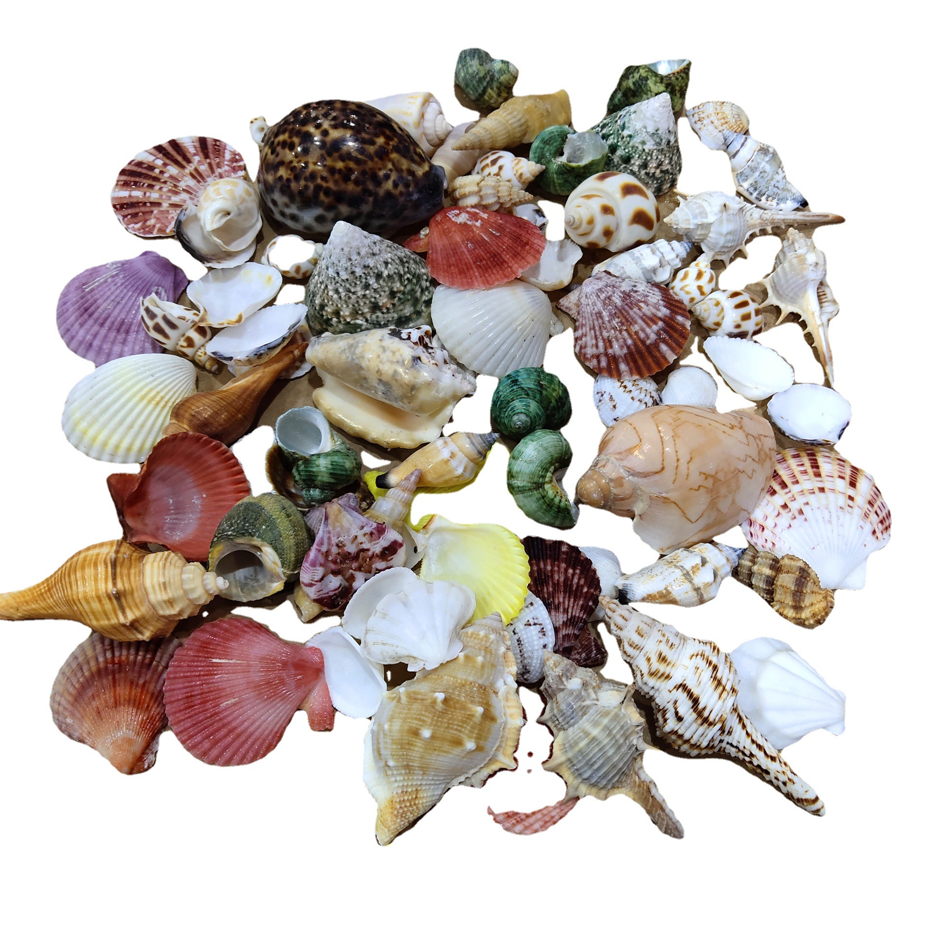 Conch shell mixed combination, – обзор и цена Aquarium Fish Guppy