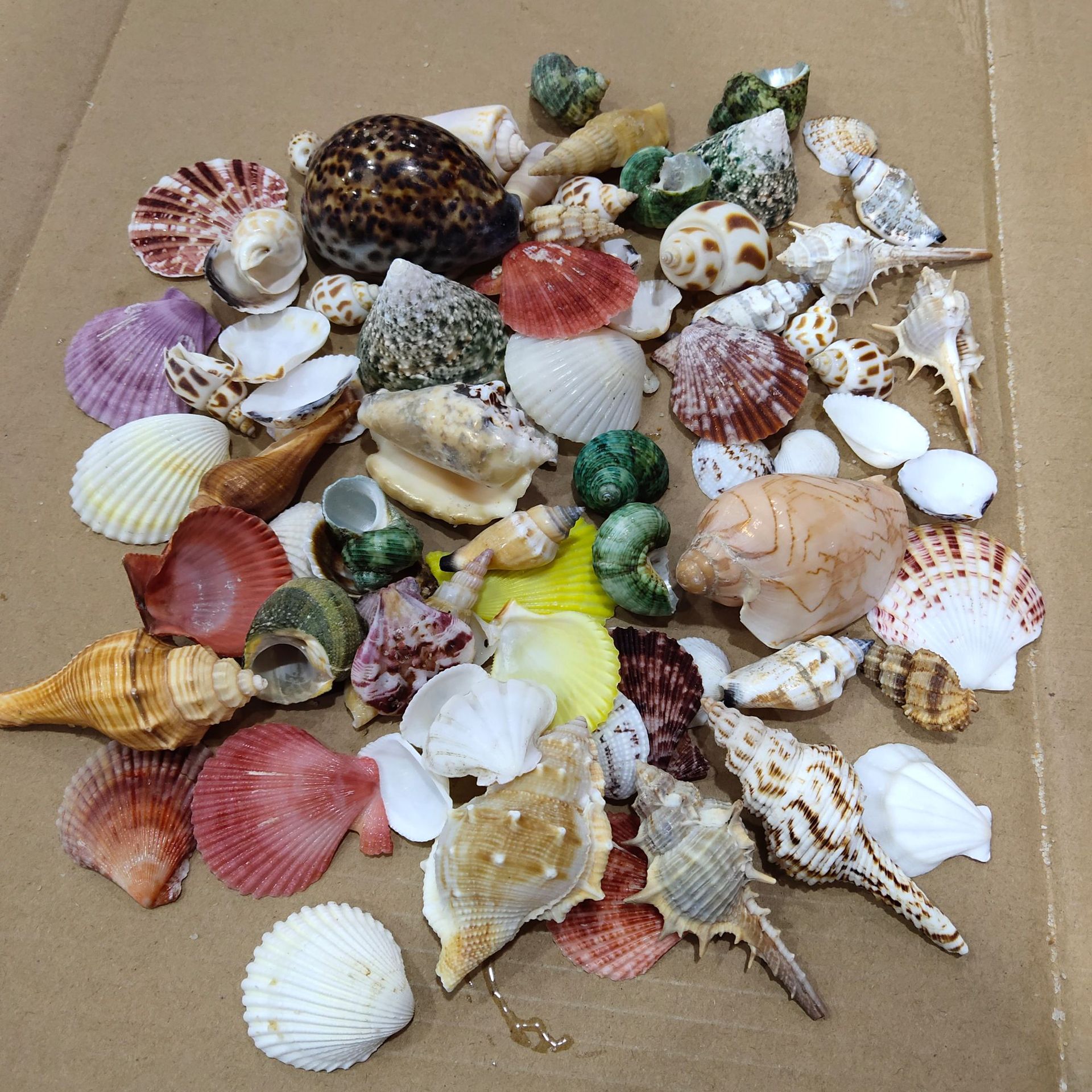 Conch shell mixed combination, – обзор и цена Aquarium Fish Guppy
