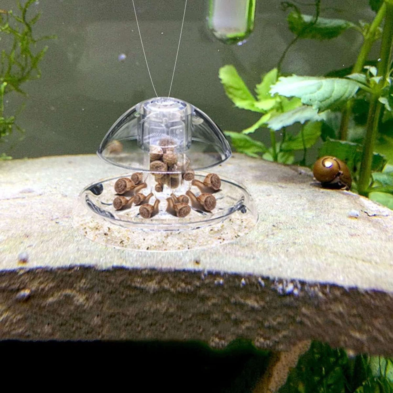 Ailindany Snail Trap Plastic T – обзор и цена Aquarium Fish Online