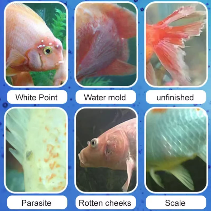SIKEZHAN Fish Disease Treatmen – обзор и цена Aquarium Fish Freshwater