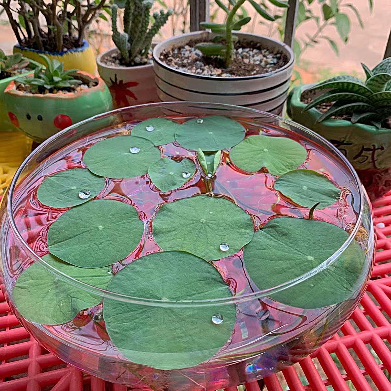 Fish Glass Bowl Glass Large Hy – обзор и цена Aquarium Fish Small