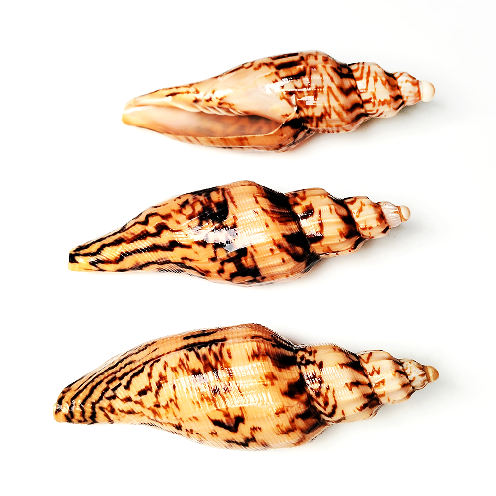 8-10CM Natural Volute Shell Fu – обзор и цена Aquarium Fish Guppy