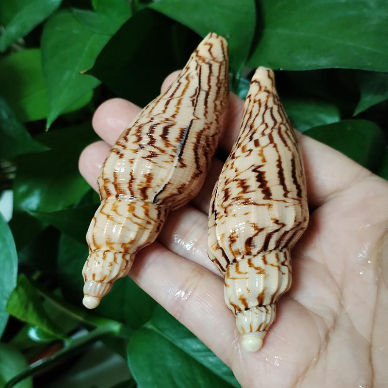 8-10CM Natural Volute Shell Fu – обзор и цена Aquarium Fish Guppy