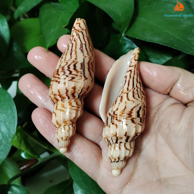 8-10CM Natural Volute Shell Fu – обзор и цена Aquarium Fish Guppy