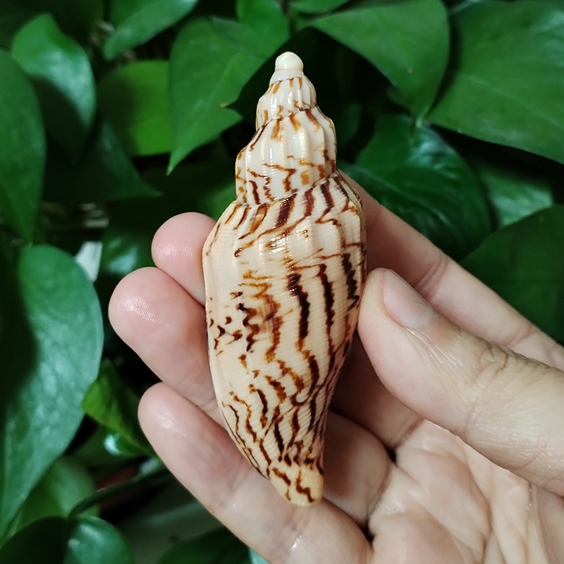 8-10CM Natural Volute Shell Fu – обзор и цена Aquarium Fish Guppy